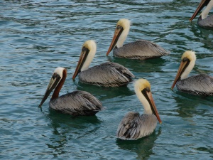 pelikanen op zoek naar eten | Marathon Key